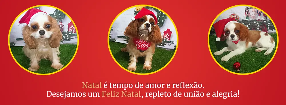 Promoção Cavalier King Biticão